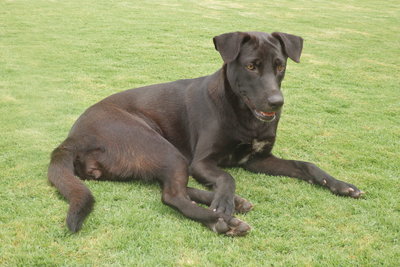 Myra - Labrador Retriever Mix Dog