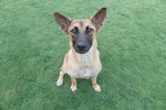 Pluto - German Shepherd Dog Mix Dog