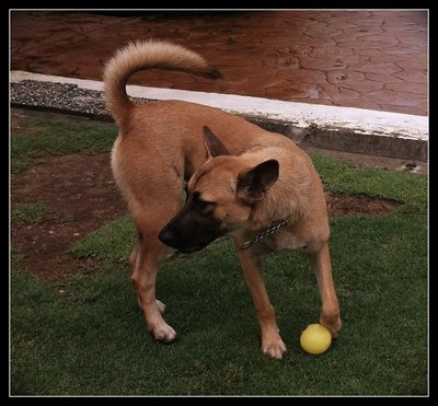 Pluto - German Shepherd Dog Mix Dog