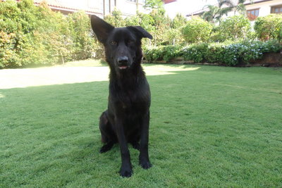 Chico - German Shepherd Dog Mix Dog