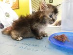 Quadruplets - Domestic Long Hair Cat