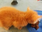 Quadruplets - Domestic Long Hair Cat