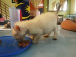 Quadruplets - Domestic Long Hair Cat