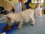 Quadruplets - Domestic Long Hair Cat