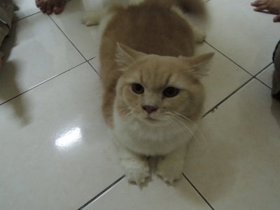 Chomel Alias D'mok - Persian Cat