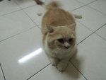 Chomel Alias D'mok - Persian Cat