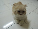 Chomel Alias D'mok - Persian Cat