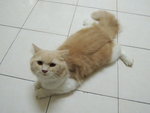 Chomel Alias D'mok - Persian Cat