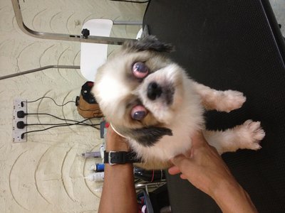 6 Shih Tzu Pups For Adoption - Shih Tzu Dog