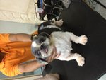 6 Shih Tzu Pups For Adoption - Shih Tzu Dog