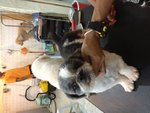 6 Shih Tzu Pups For Adoption - Shih Tzu Dog