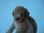 Toy Poodle Light Brown Color - Poodle Dog