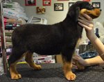 Rottweiler - Big Bone Imported Line - Rottweiler Dog