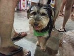 Missing In Pjs 10,sunway 27thjune13 - Schnauzer Mix Dog