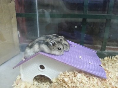 Winter White - Striped Hamster Hamster