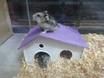 Winter White - Striped Hamster Hamster