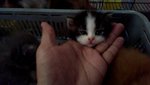 Cutie Cat - Maine Coon + Persian Cat