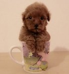 Tcup Poodle Super Red Girl  - Poodle Dog