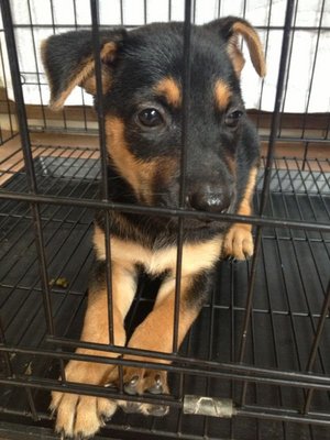 Puppy - Rottweiler Mix Dog