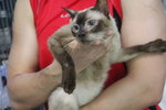 R1c3 Samantha - Siamese + Domestic Short Hair Cat