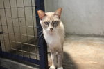 R2c1 Fajita - Domestic Short Hair Cat