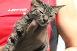 R2c1 Soda - Domestic Short Hair Cat