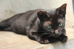 R2c2 Nigella - Domestic Short Hair Cat