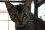 R2c4 Alfi - Domestic Short Hair Cat