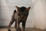 R2c5 Crackle - Domestic Short Hair Cat