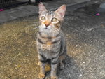 C4 Sydney - Domestic Short Hair Cat