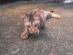 C4 Sydney - Domestic Short Hair Cat