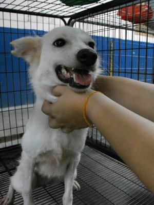 D98(270413) - Mixed Breed Dog