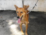 D5(281210) - Mixed Breed Dog