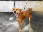 D5(281210) - Mixed Breed Dog