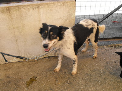 D55(260610) - Mixed Breed Dog