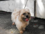 D88(220912) - Shih Tzu Dog