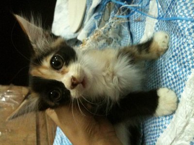 Gody And Baby Gody - Domestic Medium Hair Cat