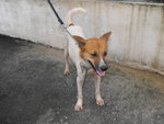 D181(100411) - Mixed Breed Dog