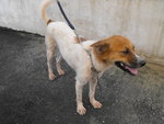 D181(100411) - Mixed Breed Dog