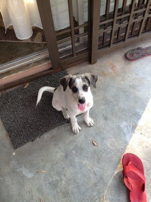 Panda - Mixed Breed Dog