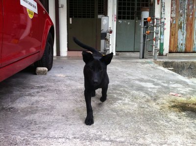 Cute Black Puppy - Mixed Breed Dog