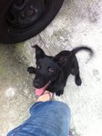 Cute Black Puppy - Mixed Breed Dog