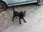 Cute Black Puppy - Mixed Breed Dog