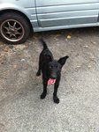 Cute Black Puppy - Mixed Breed Dog