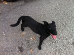 Cute Black Puppy - Mixed Breed Dog