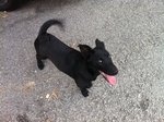 Cute Black Puppy - Mixed Breed Dog