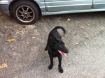 Cute Black Puppy - Mixed Breed Dog