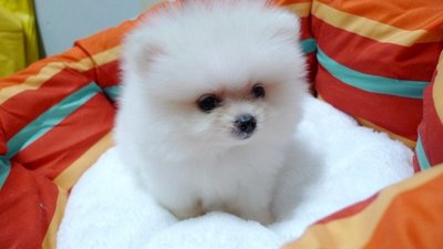 Pure White Thick Coat Pomeranian - Pomeranian Dog