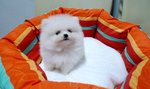 Pure White Thick Coat Pomeranian - Pomeranian Dog