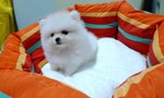 Pure White Thick Coat Pomeranian - Pomeranian Dog